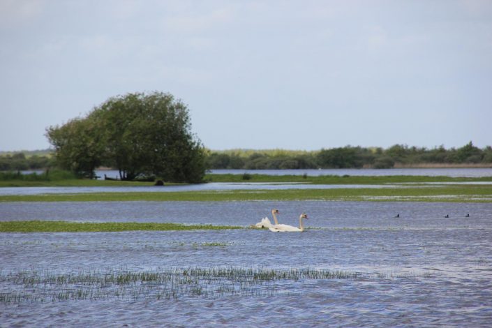 Gîte de Grand-Lieu à Saint Lumine de Coutais dans le Pays de Retz