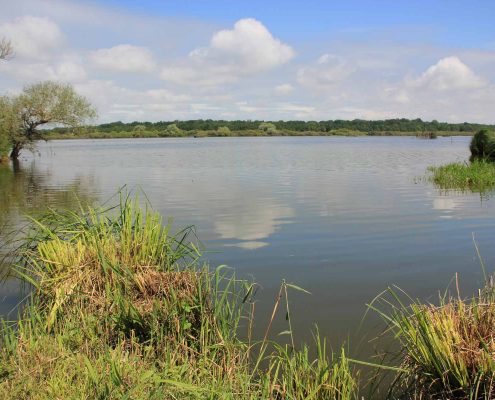 Activité nature autour du Gîte de Grand Lieu situé à 20 minutes de Nantes