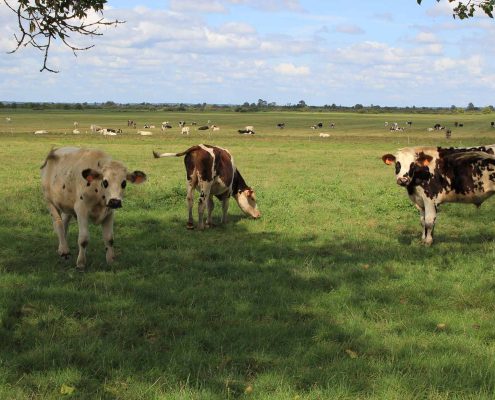 Les alentours du Gîte de Grand-Lieu, visite de l'exploitation