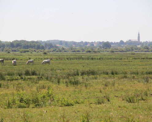 Pique nique au Gîte de Grand-Lieu dans la réserve naturelle du Lac de Grand-Lieu