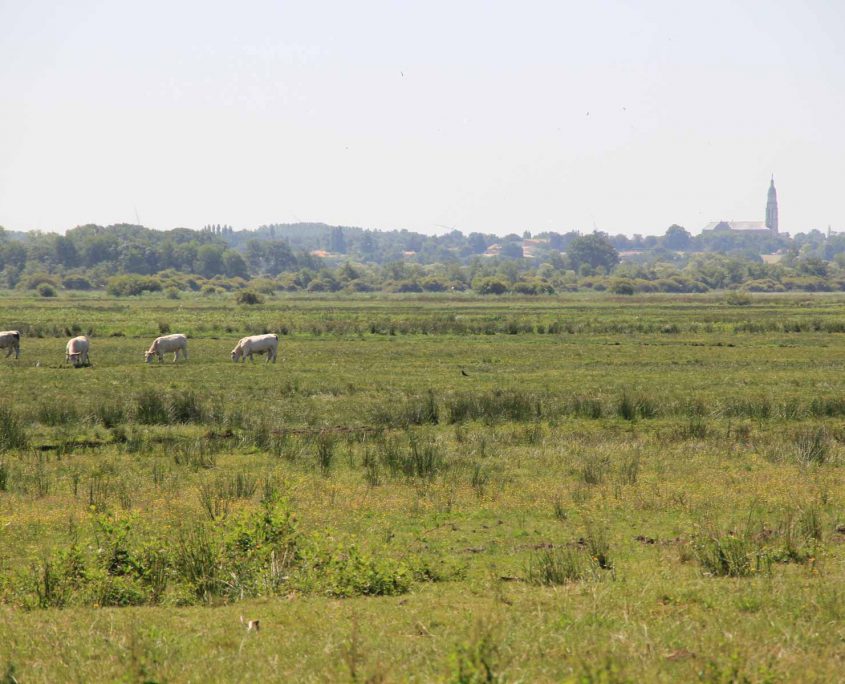 Pique nique au Gîte de Grand-Lieu dans la réserve naturelle du Lac de Grand-Lieu